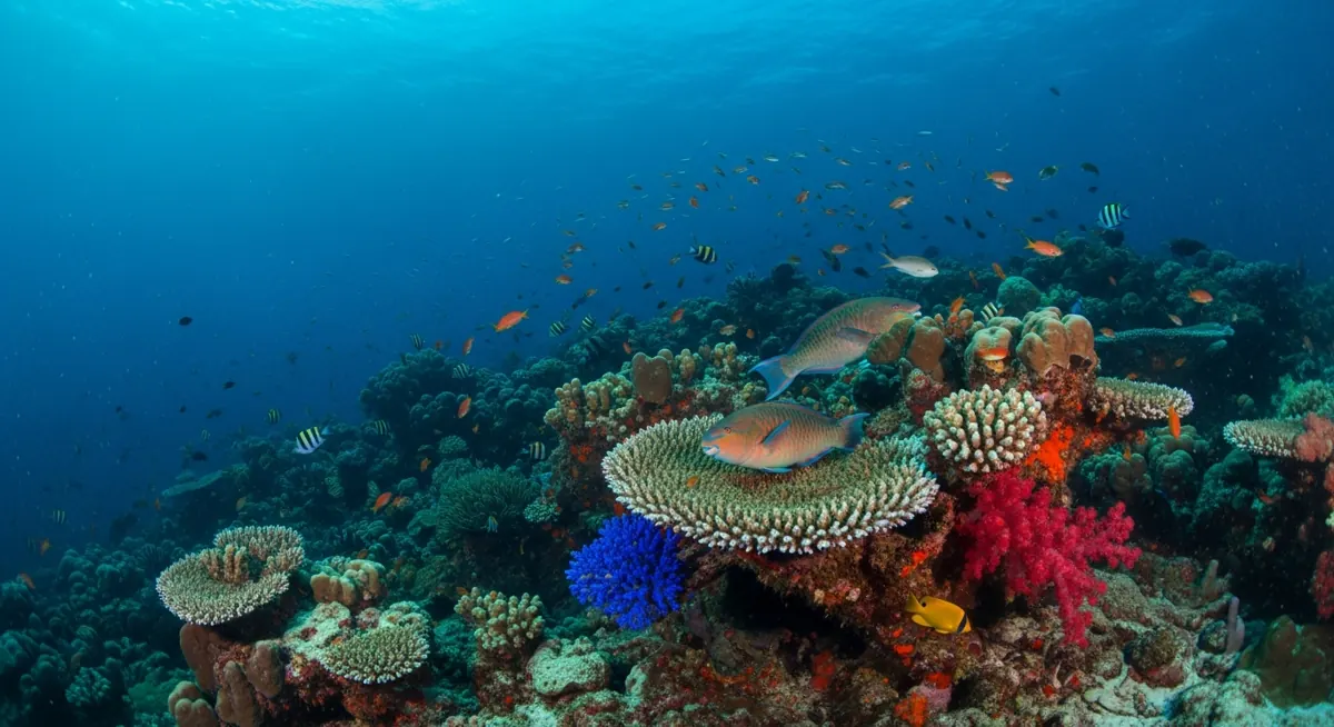 Night diving in Maratua: what comes out after dark