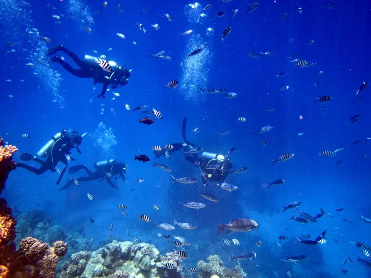 Scuba divers swim with a school of fish underwater.